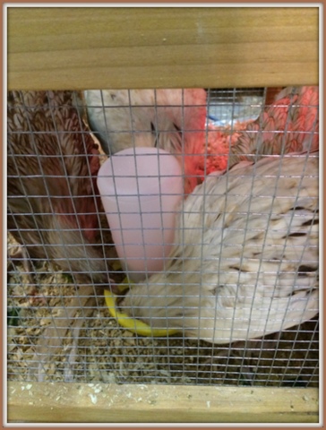 The girls having their morning meal.  Two look more Sussex, two look more Leghorn.  We have loved watching them grow this winter.