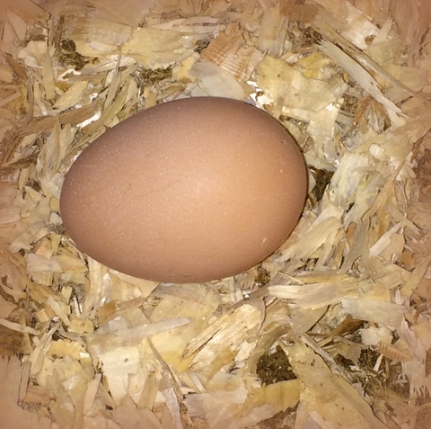 First egg.  Finding eggs in the nesting boxes is as thrilling as being a little kid on an Easter egg hunt!