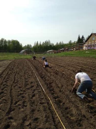 Busy workers hilling potatoes.