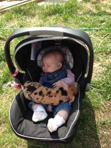 If a baby napping with a piglet doesn't force you to take a happy moment, I don't know what will.