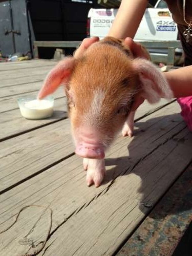 Another piglet picture for good measure.