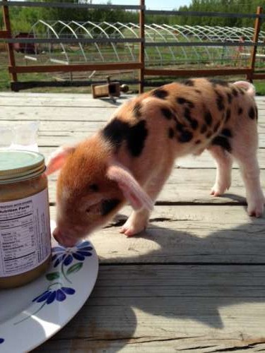 This piglet is all about just being.