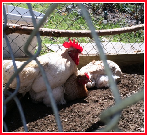 Group dirt bath - fowl equivalent to a public pool?