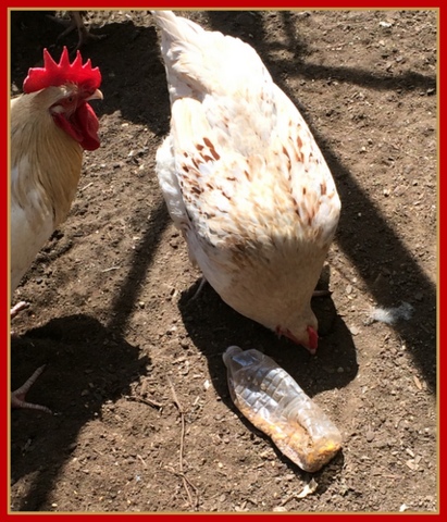 Nugget hunts for treats while Spot does a photo bomb.