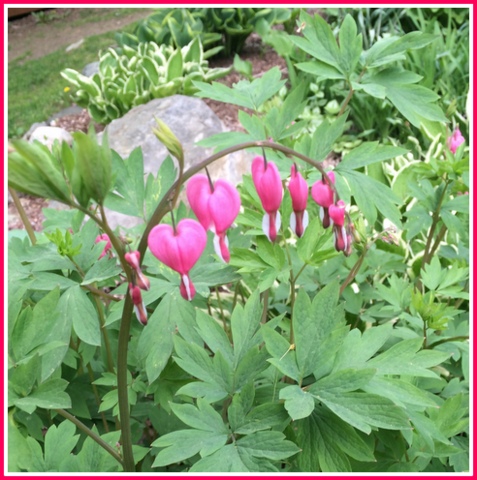 Bleeding hearts bloom early, then stay green.