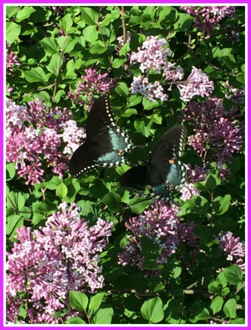 My English mini lilacs bloom much later than conventional bushes. 