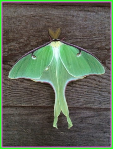 Luna Moth