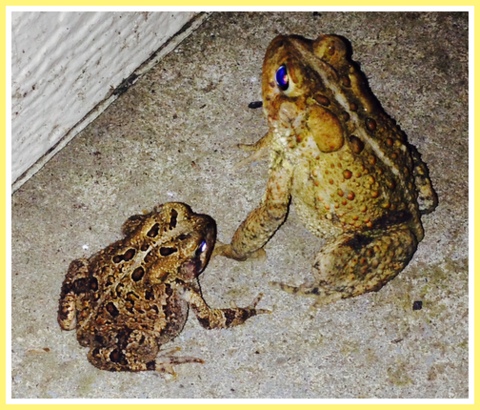 Even toads love their babies!