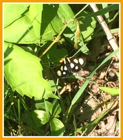 Eight-Spotted Forester Moth. Flies during the day.