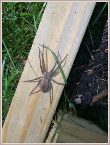 EEEeeek! While HUGE, Wolf spiders are good pest hunters in the garden.