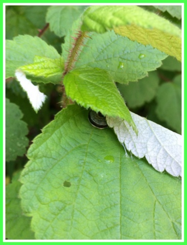 A caterpillar readies to make its cocoon on a raspberry leaf.