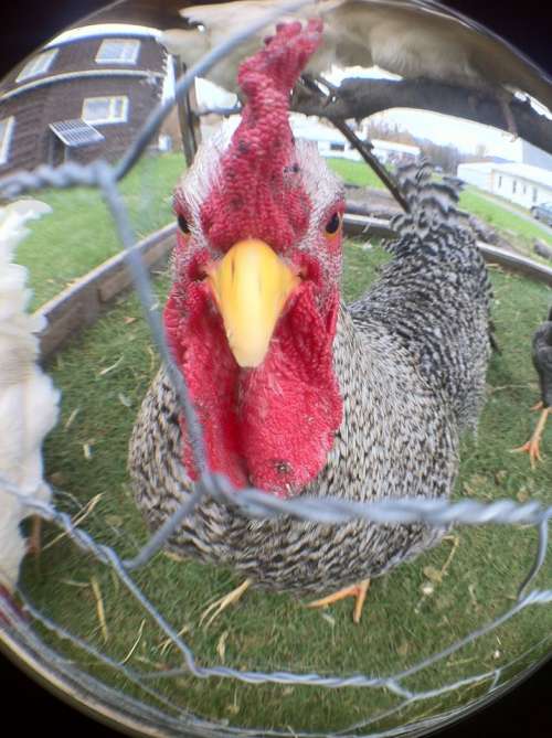 Portrait of a Rooster