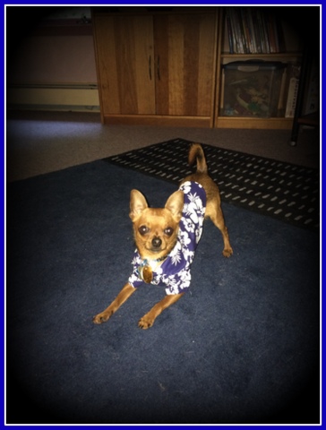 I swore I'd never dress up a pet. Then I met Pip! He loves to dress up. Besides, Chihuahuas get cold and need clothes! (Mommy's already knitting him a sweater...)