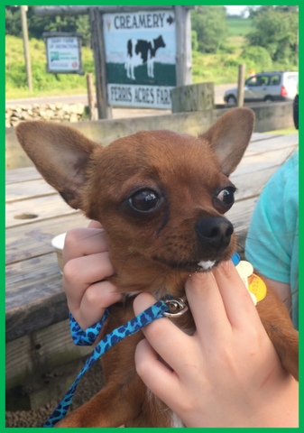 Pip enjoyed his "Pup Cup", vanilla ice cream with a heart shaped dog cookies.