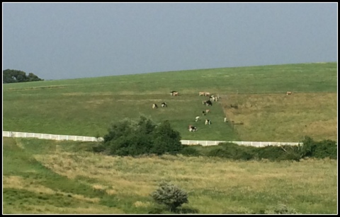 Part of the university's agricultural department, and some of the cows contributing to the heavenly ice cream.