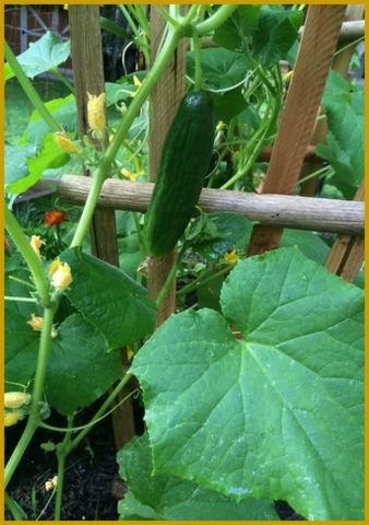 The cucumbers are late, but covered in blossoms and fruit.
