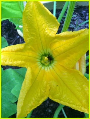 Squash blossoms!