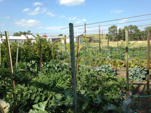 A small, 1/8 acre garden can is a great introduction to basic veggie production!  This is Evan's parent's plot in North Dakota.