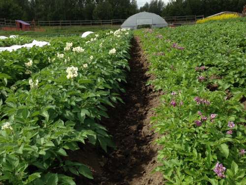 Mmmmm, potatoes are flowering!