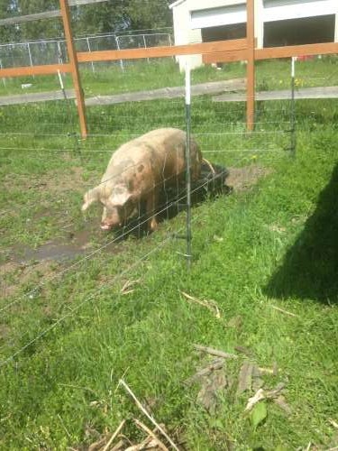 Elbie using her water trough as a pool on a hot day!