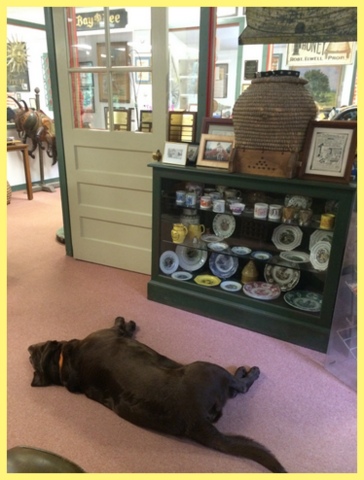 One of the official "greeters" naps between visitors.