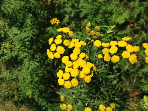 Tansy along the drive way