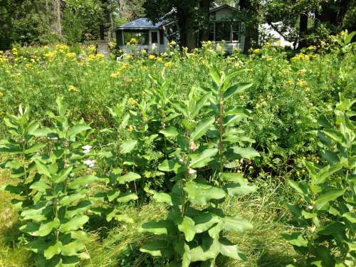 The biggest milkweed I've ever seen--come and get it, monarchs!