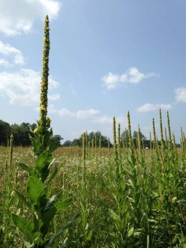 One of the hay fields was disced last year, but the new hay seed was bad so now it's full of beautiful prairie plants.  Check out this gorgeous Mullein, it's huge, nearly eight feet tall! 