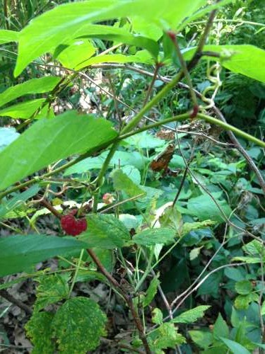 I love that raspberries never give up!  The neglected plants at The Farm still produce tasty treats. 