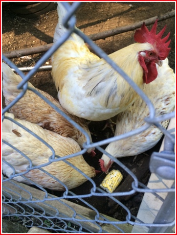 The chickens enjoyed a treat.