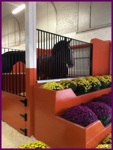 One feels very small next to these majestic Clydesdales.