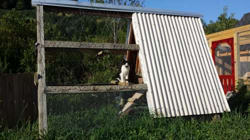 mustacheinchickenpen