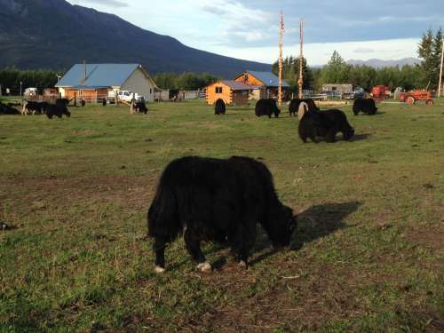 A picture of some yaks, for good measure.