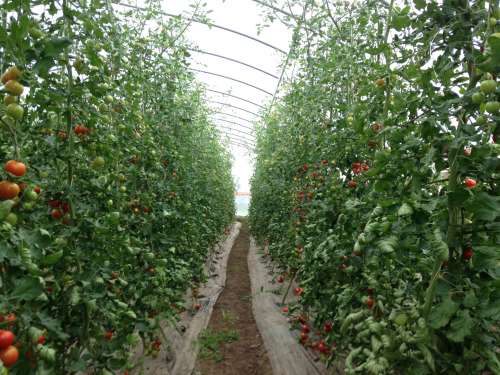 This is what feminism can do: Grow amazing tomatoes