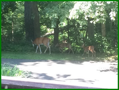 The baby deer we cooed about in summer...