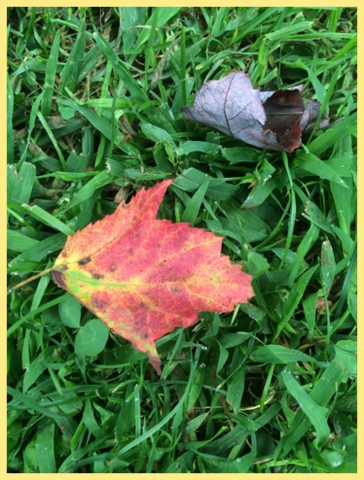 The first leaf of fall...