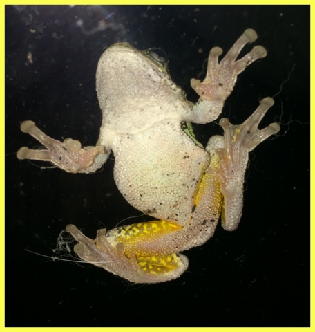 We notice less frogs. This little guy sat on our window everyday for weeks, grabbing his dinner...