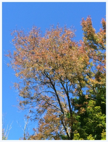 Yellow leaves against an October blue sky