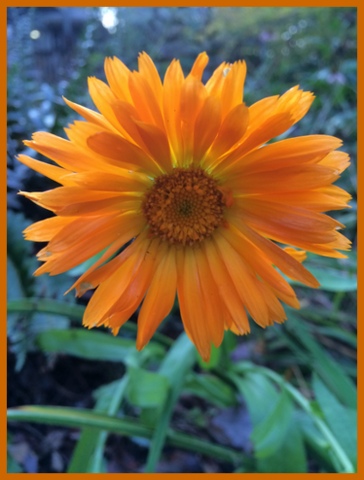 The calendula seeds I planted surprised me by blooming this week.