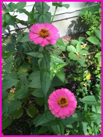 The zinnias are still brightening the beds.