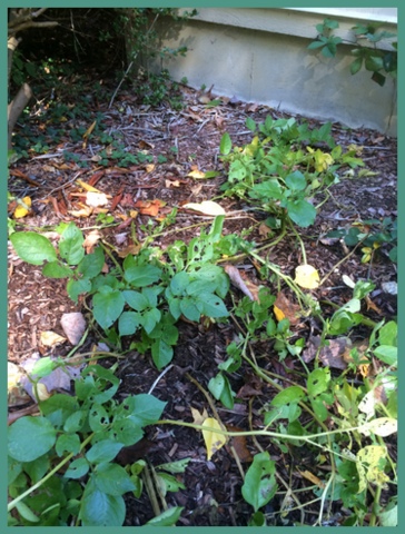 Potatoes grown from sprouts