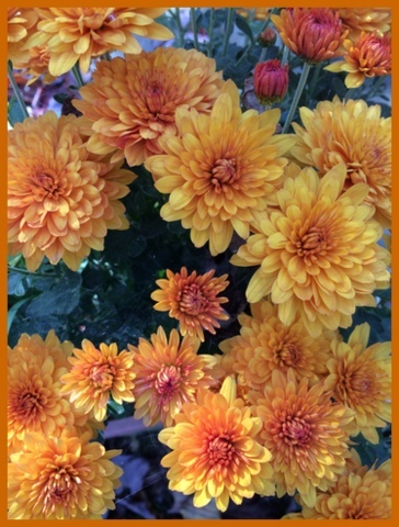 My favorite fall mums are orange.