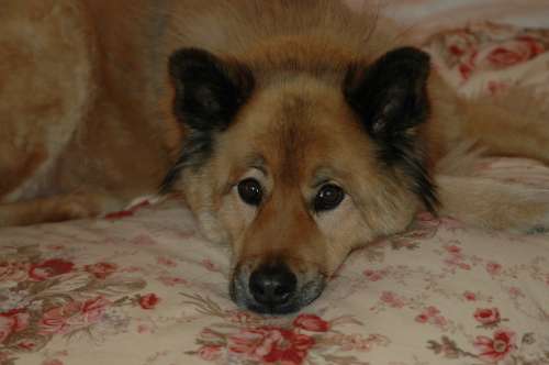 Isn't he handsome? He's a Eurasier. He's very smart and has been taking care of Grammy Joy for nearly 12 years. 