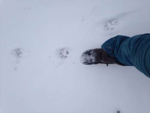 Breaking trail in freshly fallen snow.