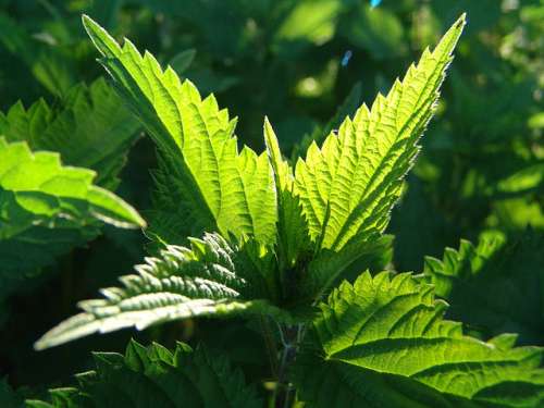 Stinging Nettle, the panacea of herbs. Photo courtesy of Flickr user zen sutherland, May 2005