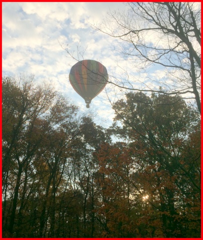 One fall morning, the rooster called his distress call, and this beauty was floating above my yard so low we could say hello! 