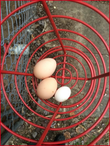 I typically get three eggs a day. Once I got a fourth "tiny" egg..
