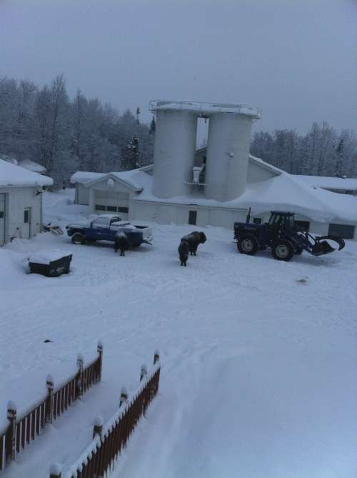 This is the same farm as the first photograph but taken three winters ago.  The bison had escaped their pasture by climbing the giant snow drifts!