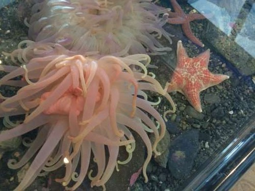 Sea star and sea anemone in the touch tank.  