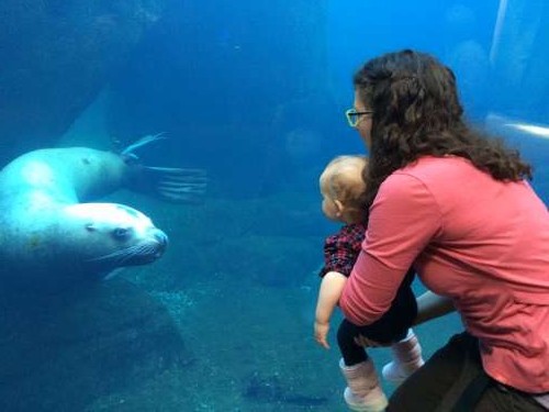 The Stellar Sea Lion was definitely interested in Ava.
